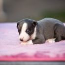 KUGITA Paka Czworaka