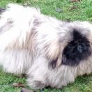 Sons Of The Lion Aldrian 