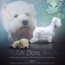 MELISA Złote Aniołki