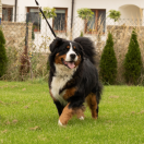 Feisty Lexa My Buddy FCI