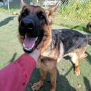 DAJLA vom Waldfurter-Wald