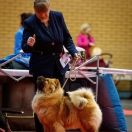 UMBRELLA Radoszowska Duma FCI