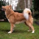 Ch. Pl. JCh. Pl. ALMAZY ANABARA Zolotoe Runo (BH, PL MT1, WCC, Rally-2