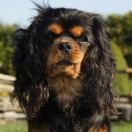 Amidala z Mlecznej Farmy 