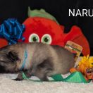 NARUTO Shaggy Fluff FCI