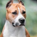 NYMERIA DIREWOLF VIA FORTUNA