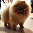 BRUNO BANAN Bobrolandia