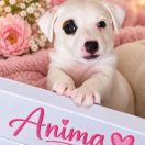 Anima
