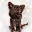 VITO VENUSTUS Cashmere Beleza