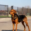 BURZA Z NADBUŻAŃSKICH ŚCIEŻEK FCI