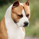 Ast Point Klub Yaguar