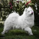 Samoyeds Kennel For Love NITRA