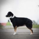 Ch JCh Moonbaby's CANDY GIRL ZOE