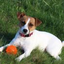 Umka for Teren Maska Hunter