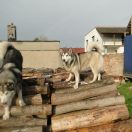 Farewell To Arctica Huk Amarok