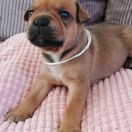 BELUGA Horseradish Gang Staff