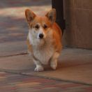 Динара из эпохи Веллеса