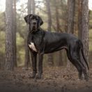 GATTUSO La Componella