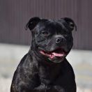 Be happy diabelski uśmiech 