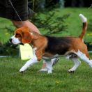 ZORRO FOR NEGRALAND Weinlinie