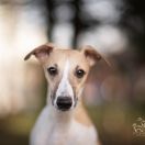 Aaniston ISABELLA FIORELLA FOXPOLIS [imp.SWE]