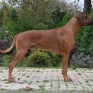 EXCLUSIVE VITO CORLEONE Mudiwa Feza