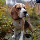 Cevaytis WANDA VISION