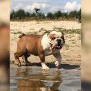 Maryland May Gal Bull