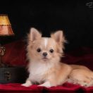 REGALOS MAYA CENTURION 