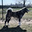 BAKUDAI-NA Przyjazny Akita