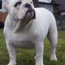 Abba Sen O Buldogach