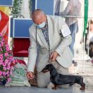 Picollo Teckel Negra Leono