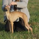 CANIS NOBILITAS CELESTE