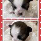 Victoria’s Secret Tesori di Diamanti 