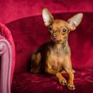 GOLDEN ROSE KIEVSKIY BEST