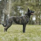 Bahama Black Beck Herders 