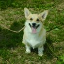 Aleant Mystique Melody