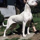 KALIOPE Złota Troja 