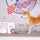 NAKATAKE MATAGIINU NO KATAI GO Zara