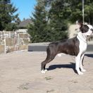 ABSOLUTELY CHARMING CELEBRATIONS