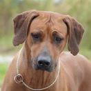 ORUNMILLA MOYA OF NEW LIFEOrio Ridge Heart FCI