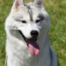 KENNY POWERS OF SIBERIAN LADY