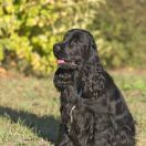 Adara ze Srebrnego Brzegu