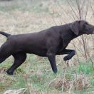 SZANTA ze Snu Nemroda