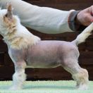 Adele Calme Insolite Familier