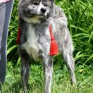 A’DORI Akai Kitsune