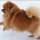 Огненный лис аристократка аиша