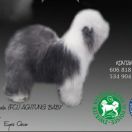 Camerata (FCI) ACHTUNG BABY