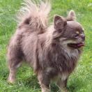 ASTRA VITUS RUS STYLE VIP COLLECTION 