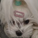 Furia Avenue of Stars 